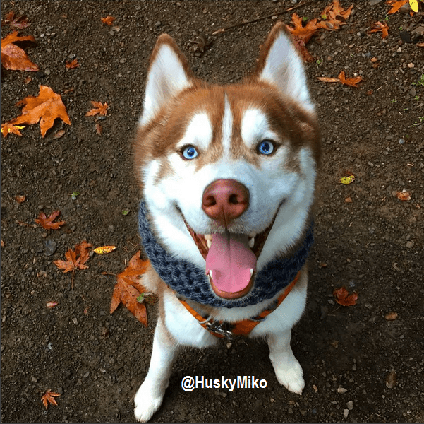 huskymiko