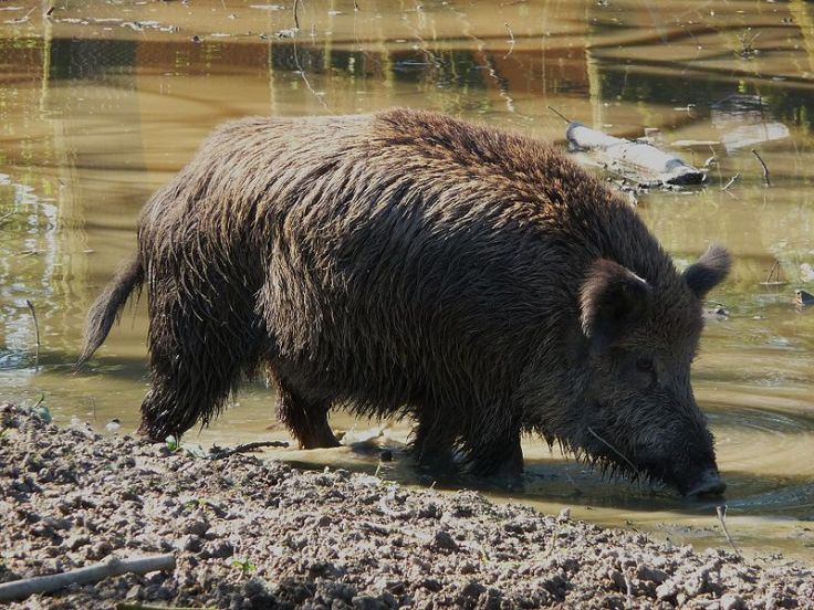 Wild_boar