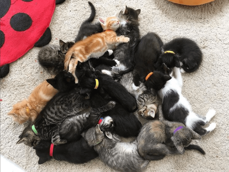 kitten-pile
